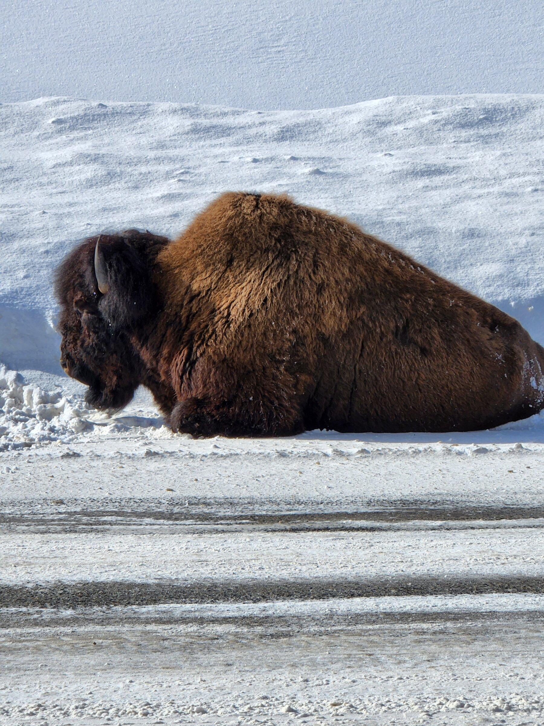 Bison by road.jpg