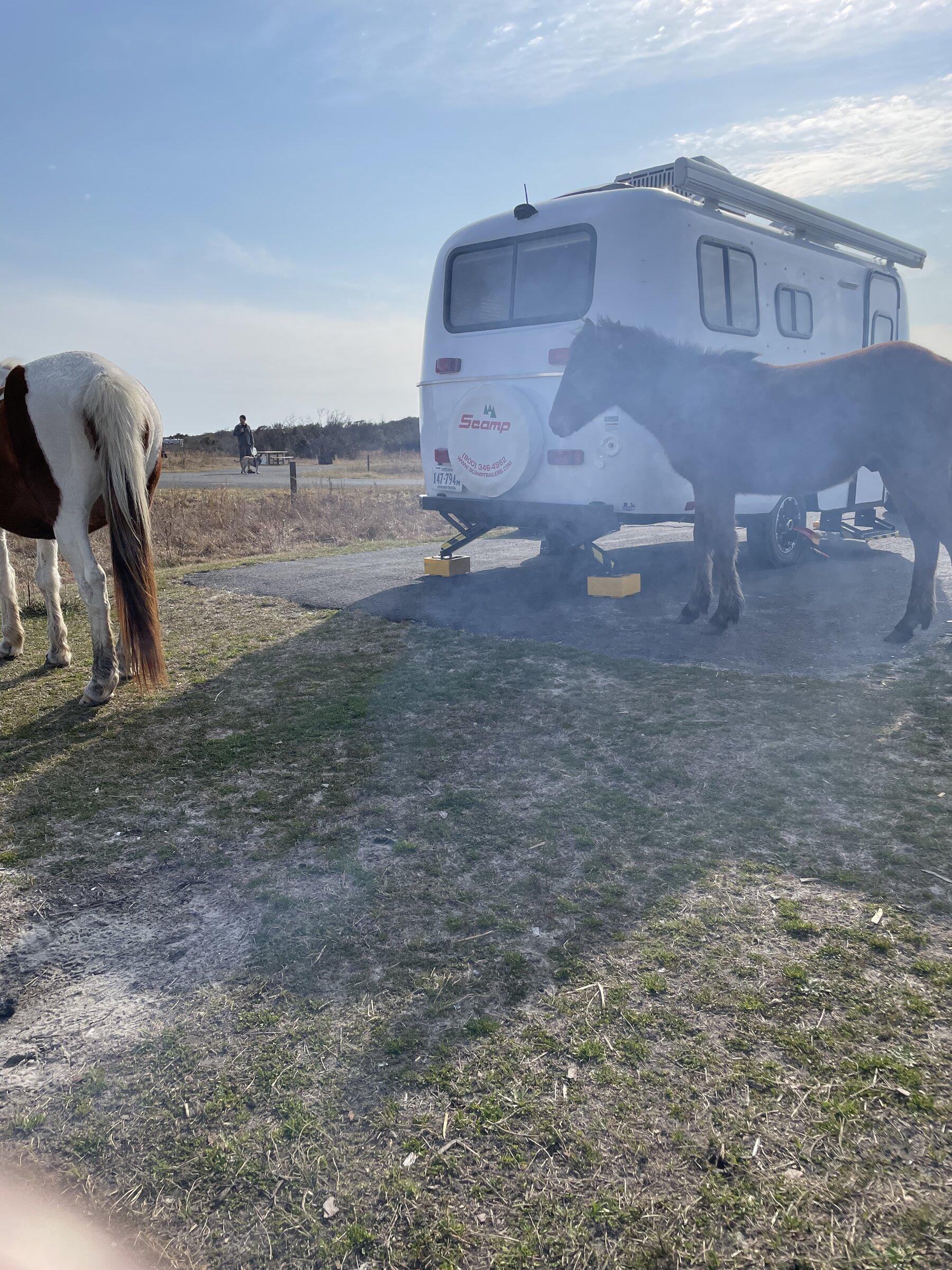 Ford Maverick THE BLUES BROTHERS MEET WILD  HORSES 42493BCC-868B-4312-9F76-4EDB30026107