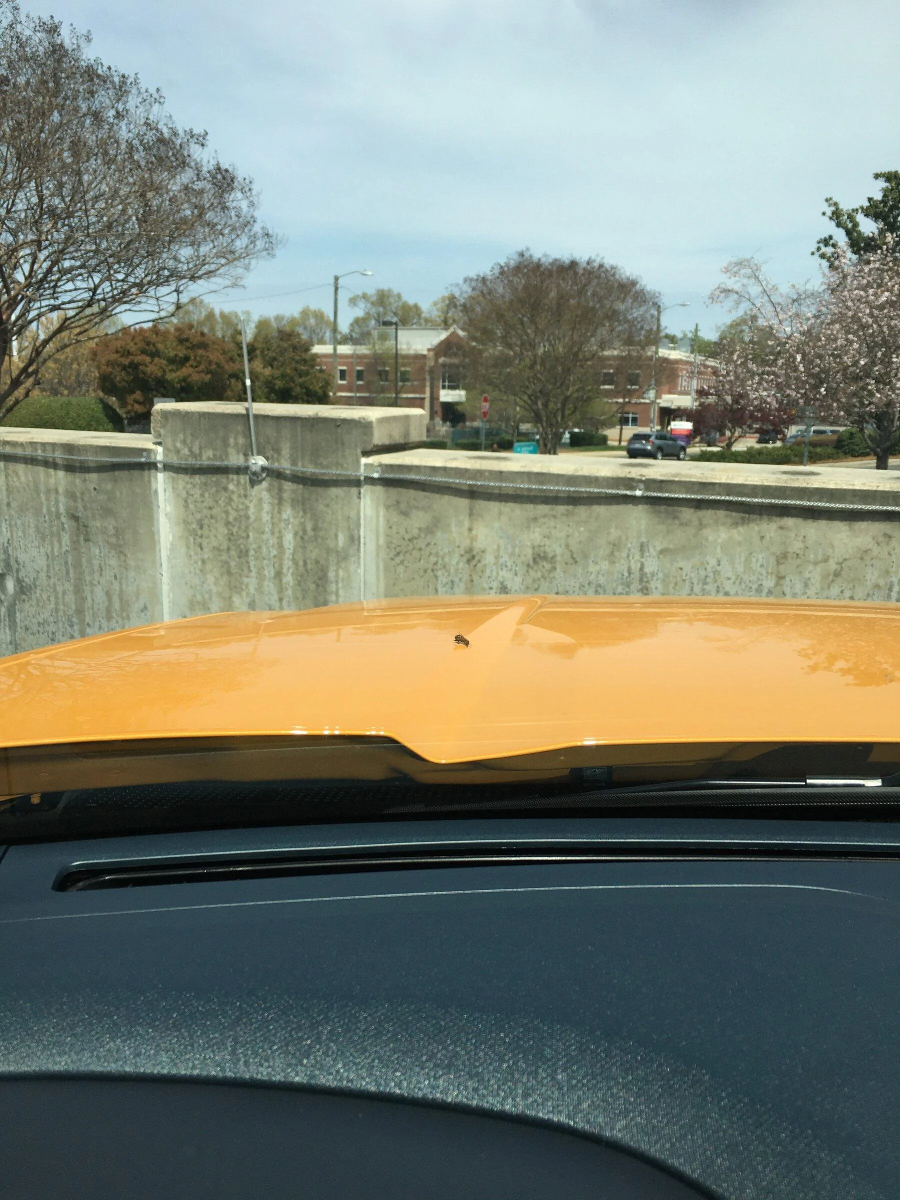 Ford Maverick CYBER ORANGE Maverick Photos Thread 8C47ABDF-F6D6-4688-9695-BEA7C421152B