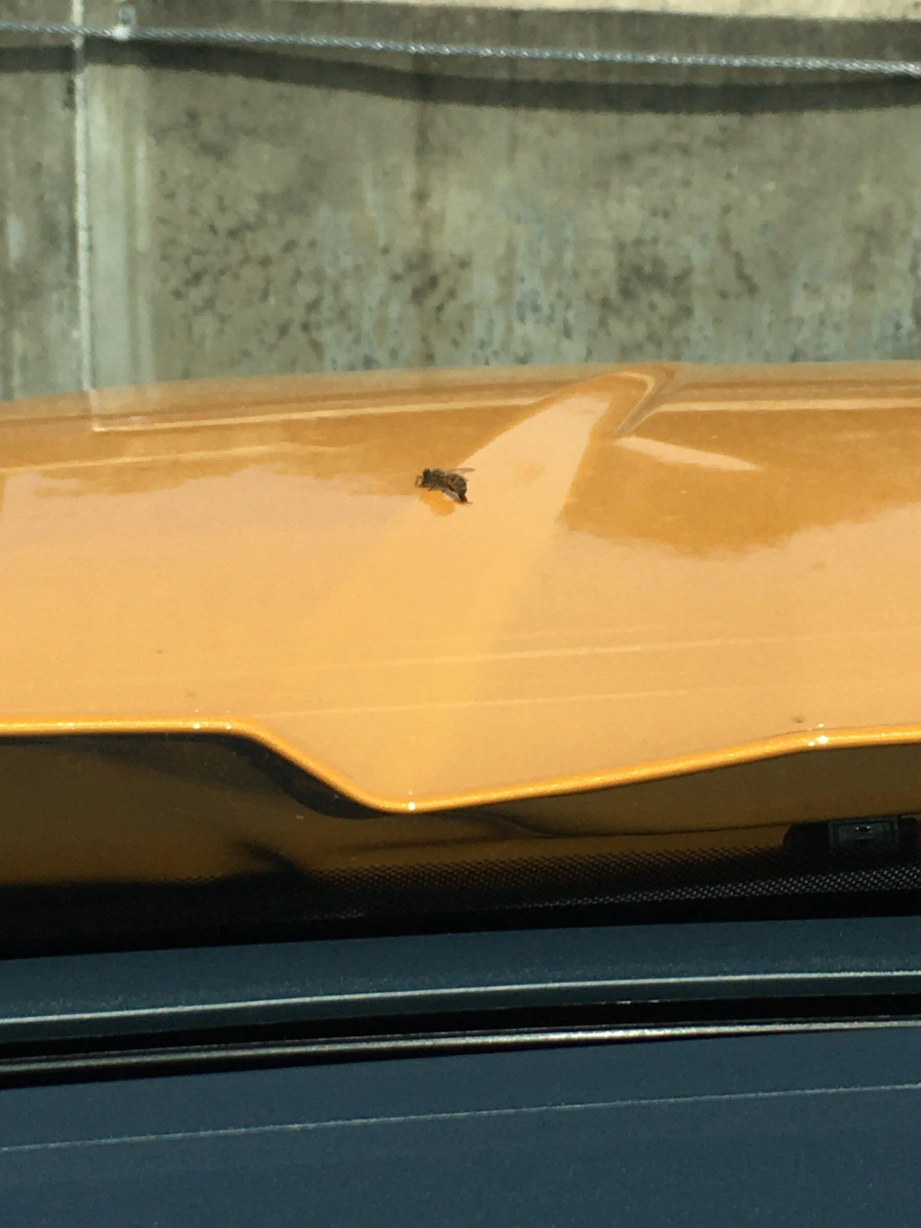 Ford Maverick CYBER ORANGE Maverick Photos Thread 7AD3B00C-0FF6-44B9-925D-C81D0A24098B