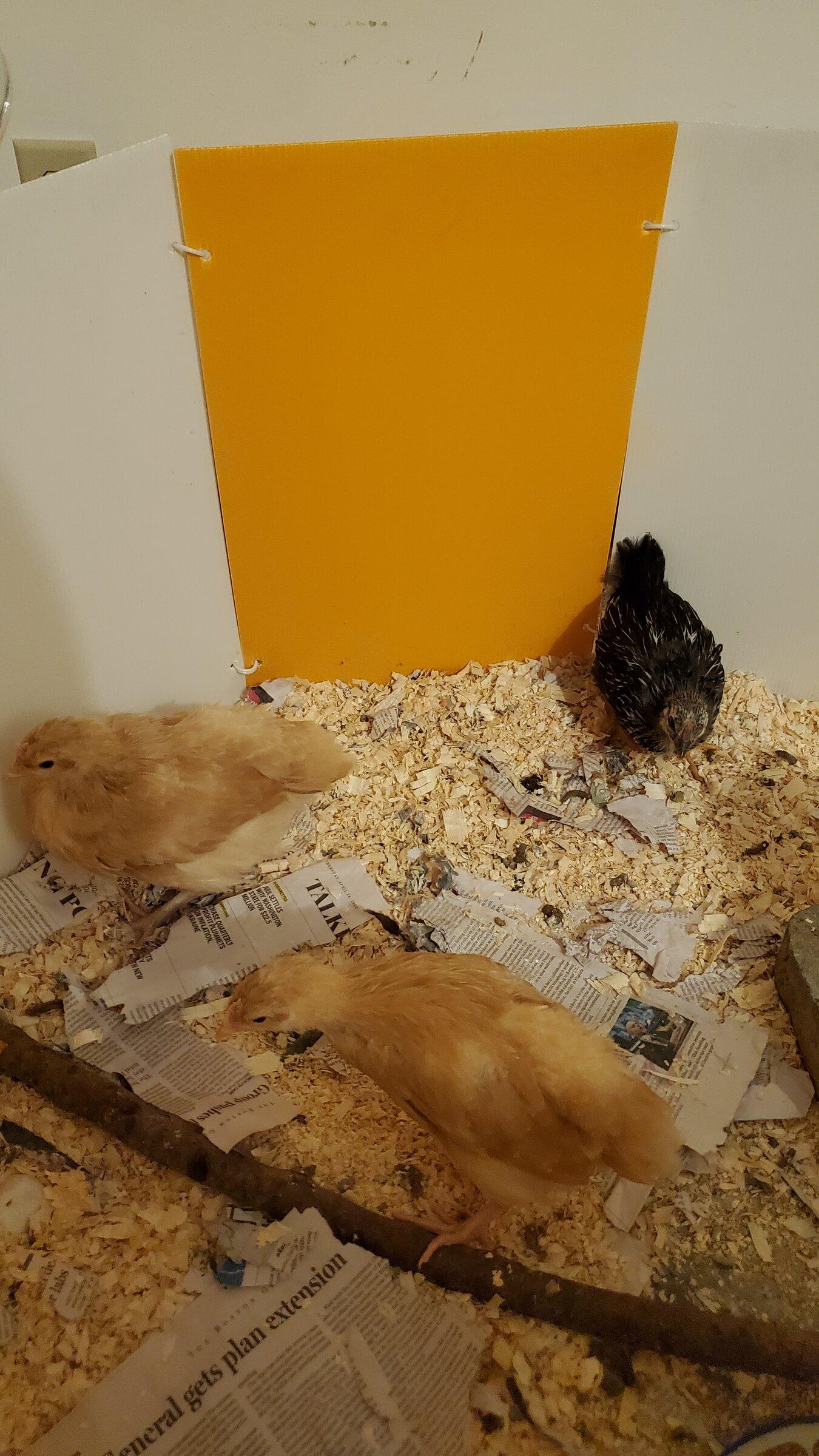 Ford Maverick Mavericks get the Chicks 20220415_212021