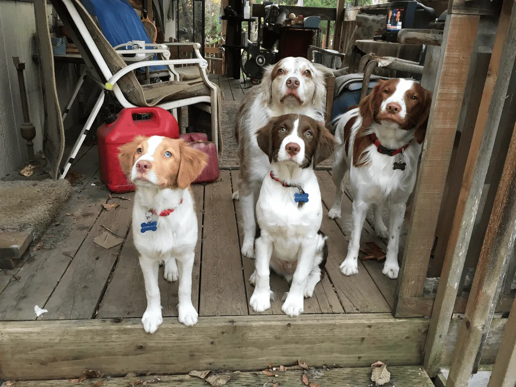 Ford Maverick Pets! 1650073920738