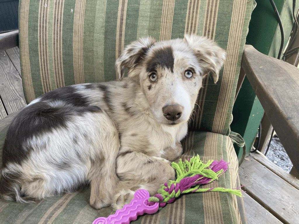 Ford Maverick Pets! 1650074020714