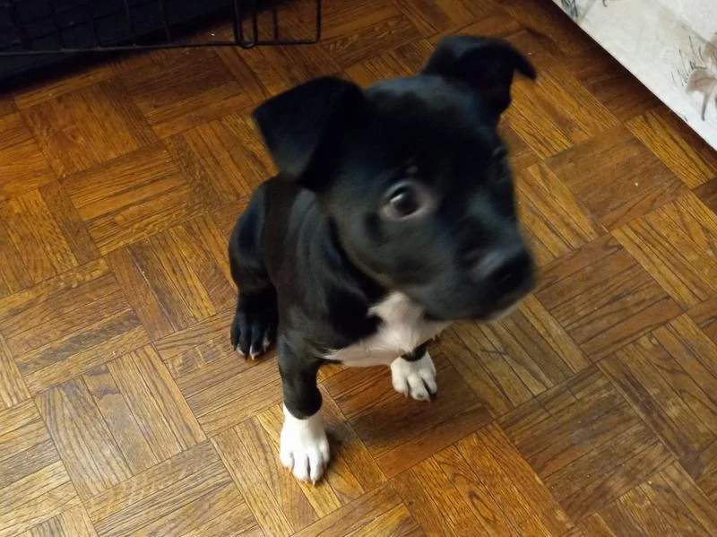 Ford Maverick Pets! Athena