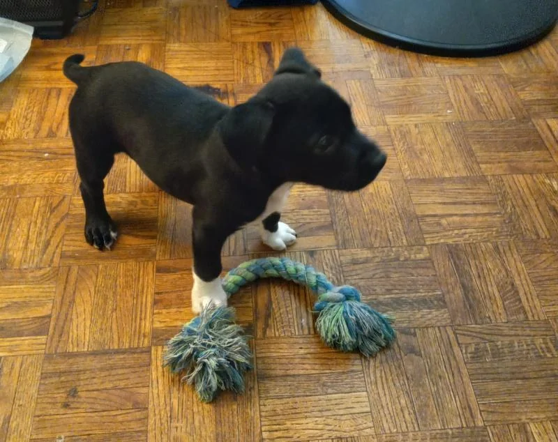 Ford Maverick Pets! Athena with her ro
