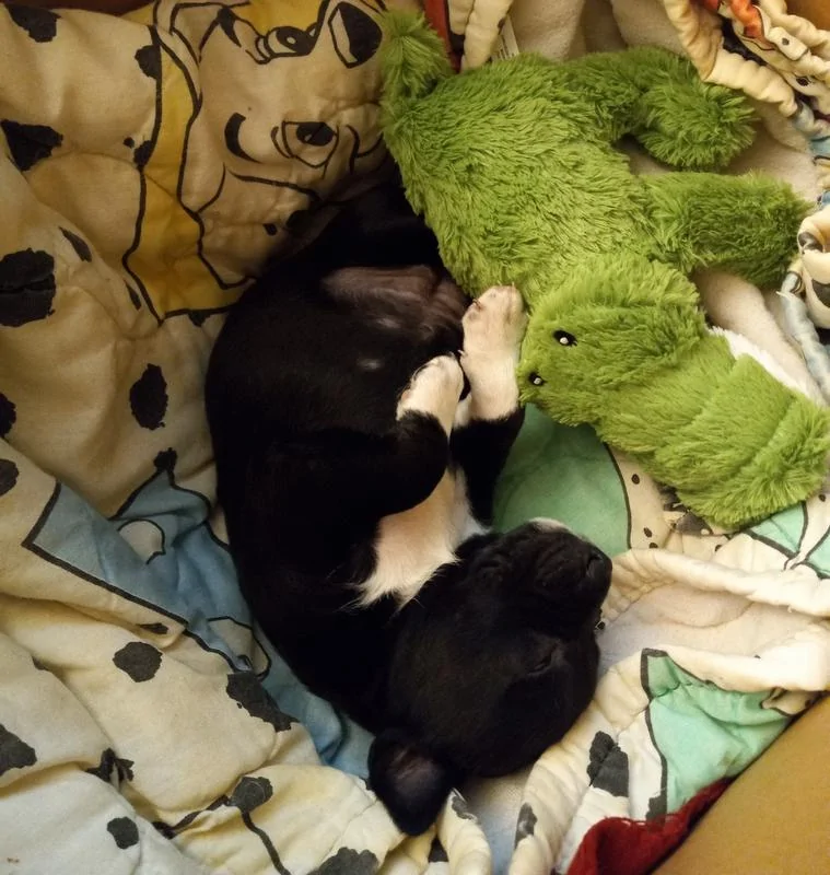 Ford Maverick Pets! Athena sleeping with her 1st toy