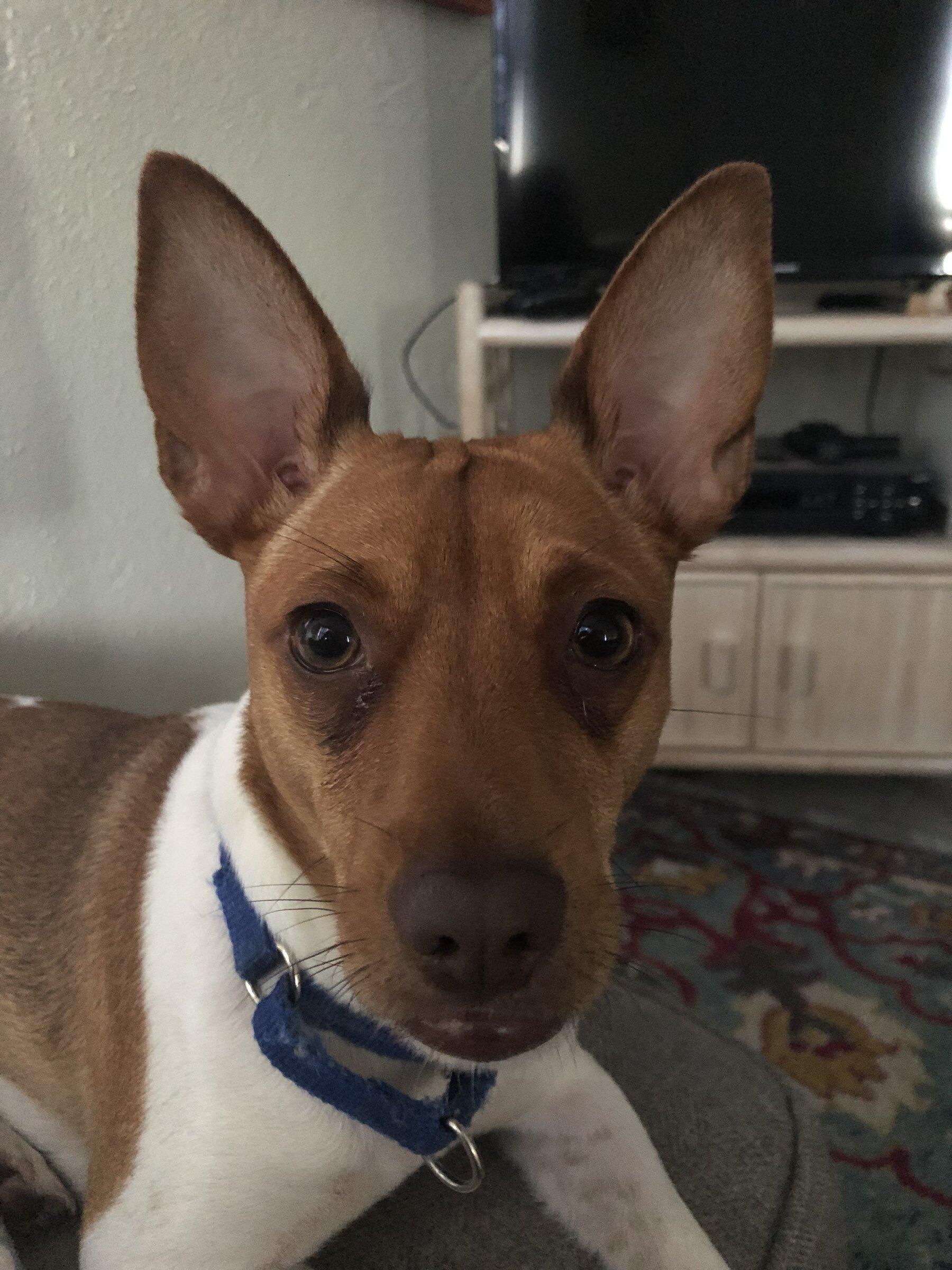 Ford Maverick Pets! Darcy