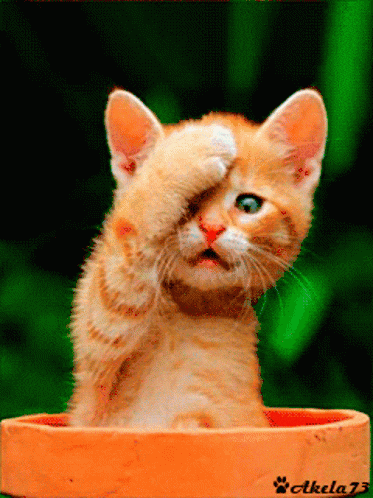 Ford Maverick Song game thread worried-cat