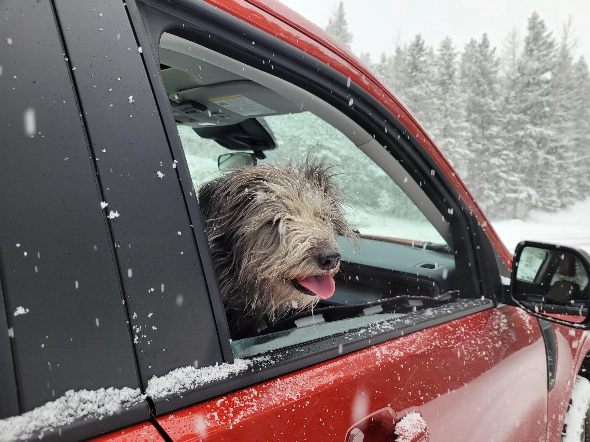 Ford Maverick Doggo Lux Package installed 20220424_120515