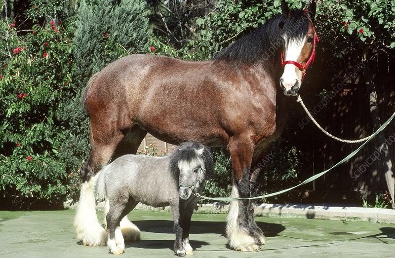 Ford Maverick Todays perception of power Clydesdale_and_Miniature_horses