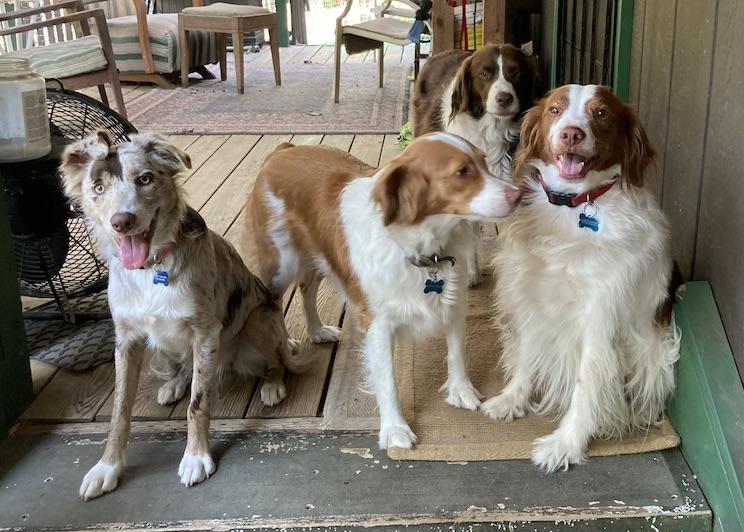 Ford Maverick Back Seat Drivers (Pets) Pics Thread Grou