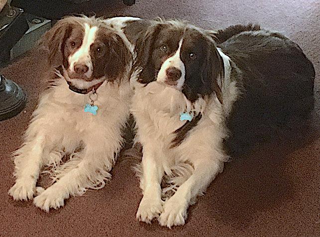 Ford Maverick Back Seat Drivers (Pets) Pics Thread Boys.JPG