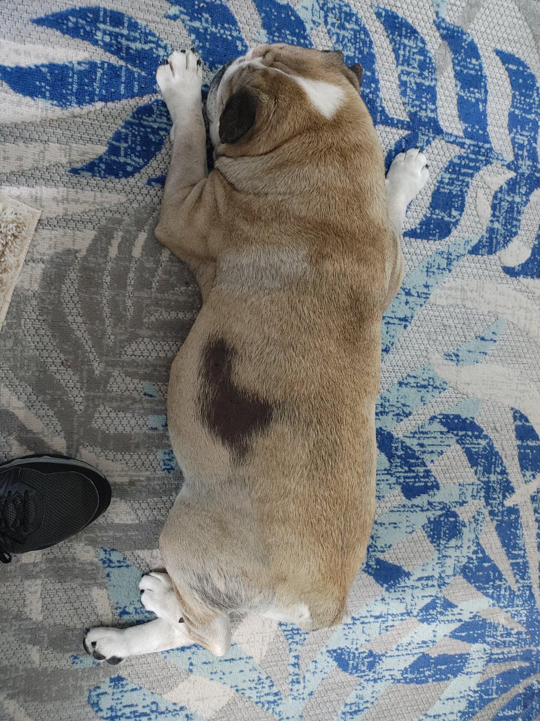 Ford Maverick Back Seat Drivers (Pets) Pics Thread 0524221815