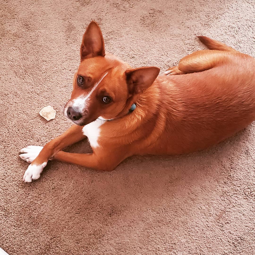 Ford Maverick Back Seat Drivers (Pets) Pics Thread Candice Photo