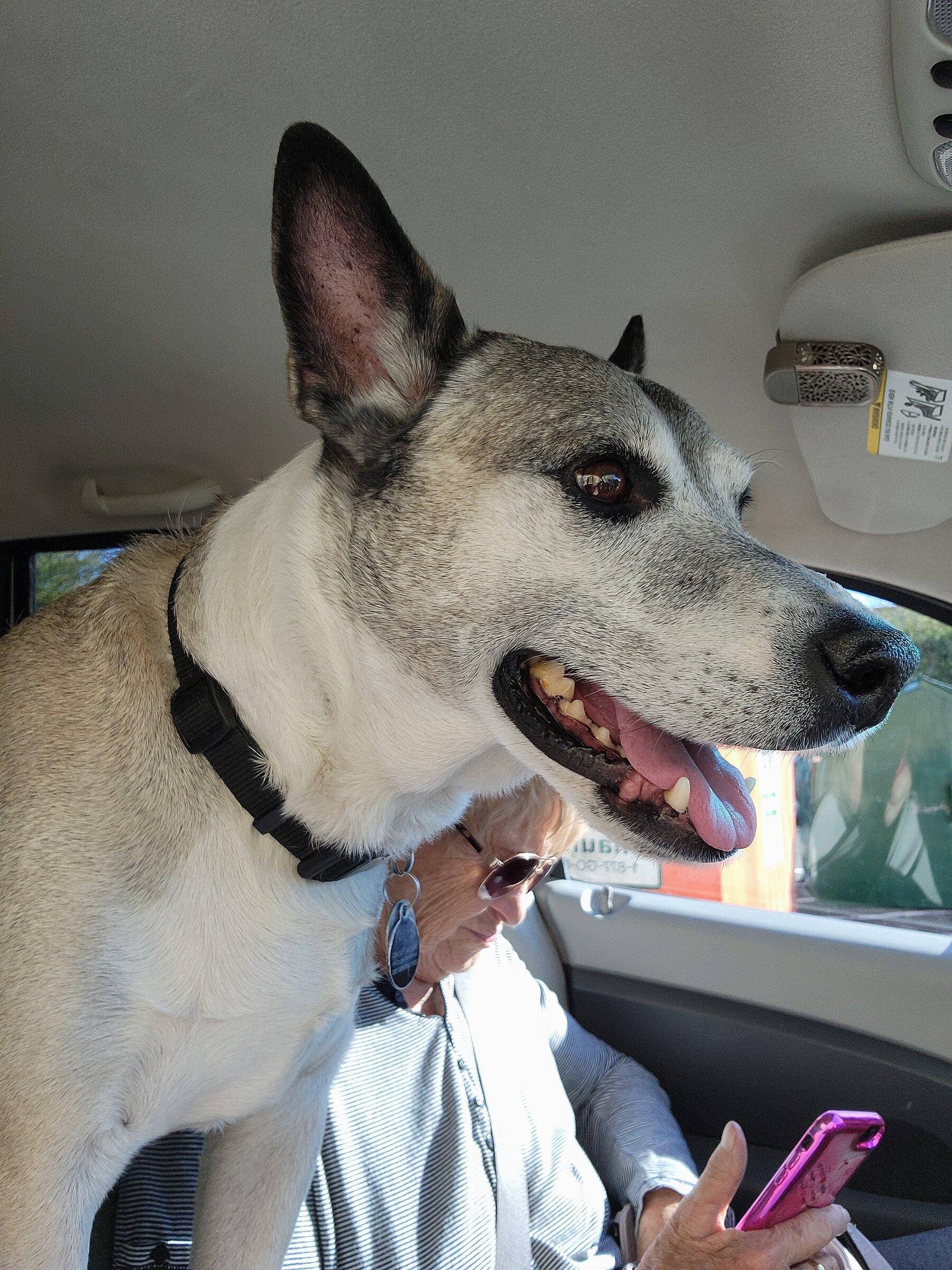 Ford Maverick Back Seat Drivers (Pets) Pics Thread ZACK 1
