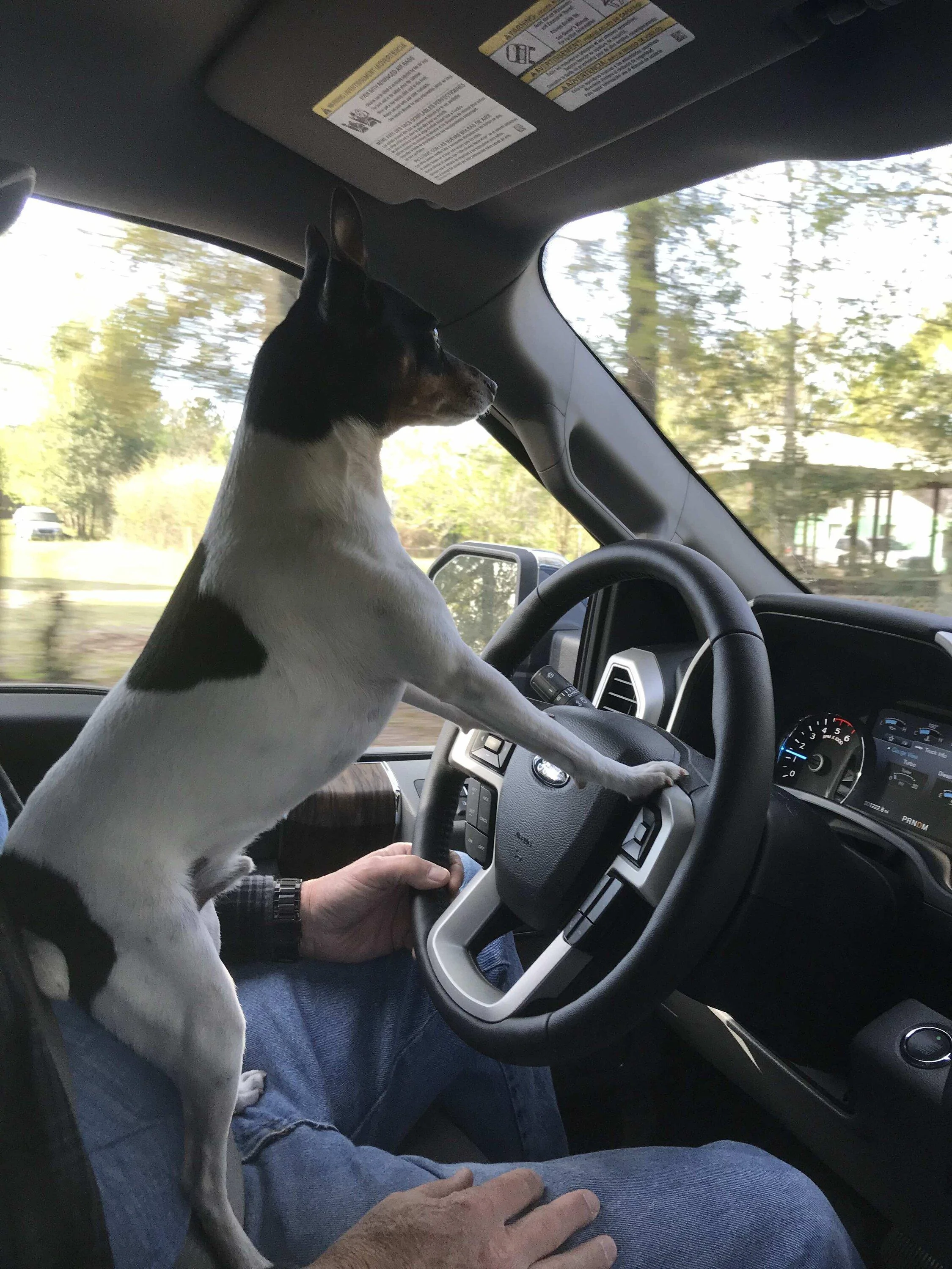 Ford Maverick Has Anyone Else Encountered This? (Pet related issue in Maverick) ChanceF150