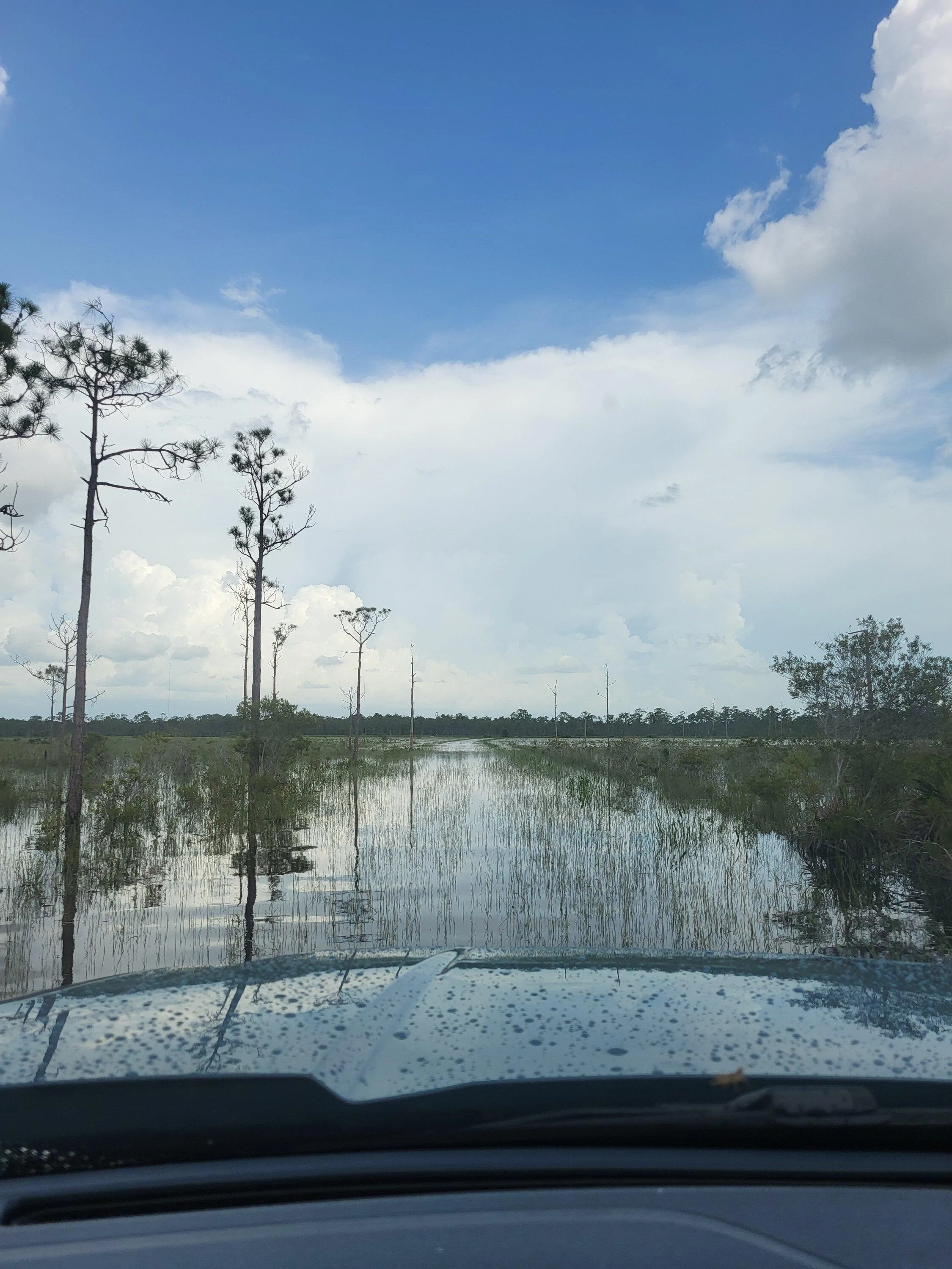 Ford Maverick Offroad exploring Florida Wetlands with Maverick XL 20220718_1646091582633610771333114_larg