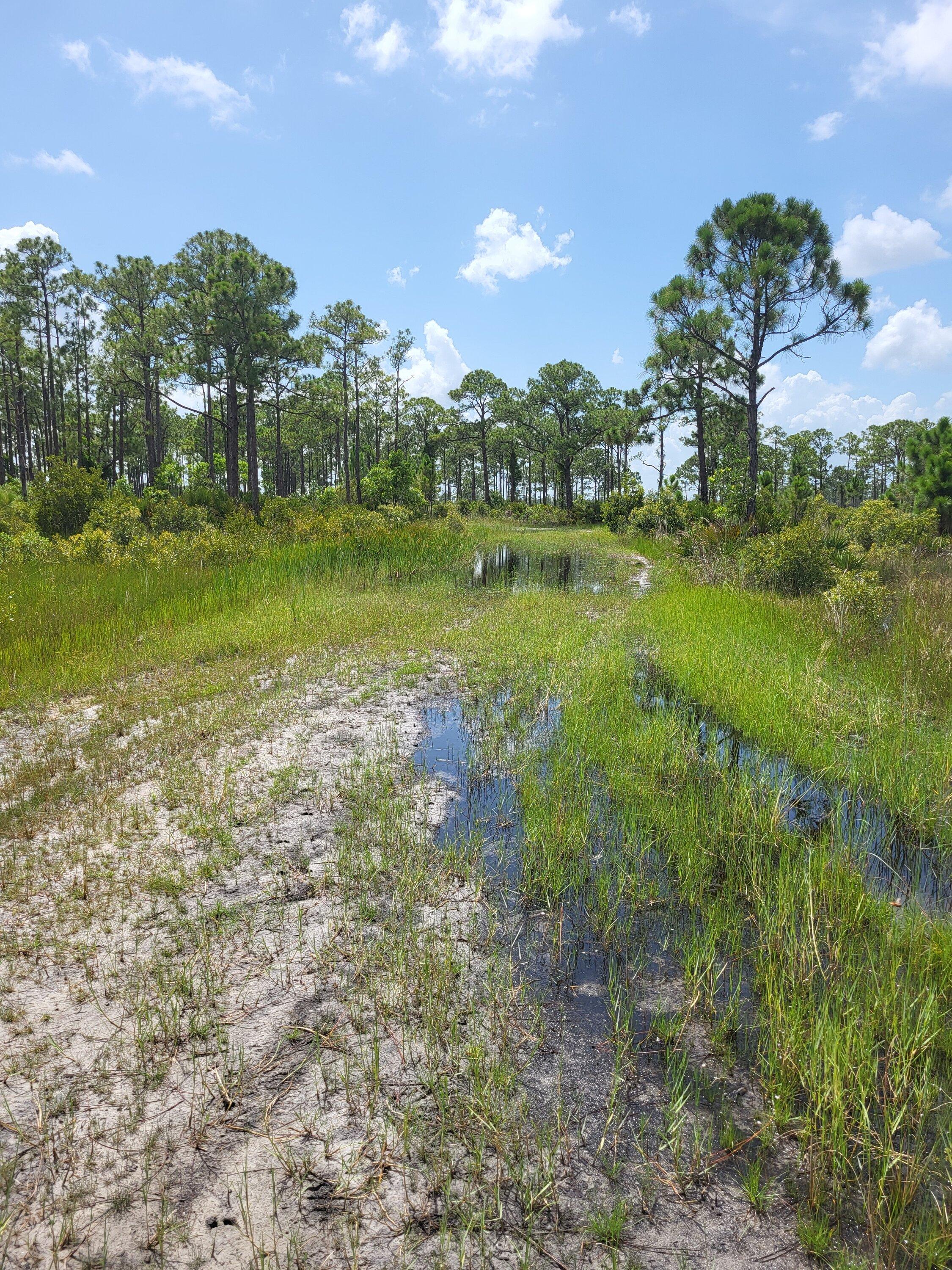 Ford Maverick Offroad exploring Florida Wetlands with Maverick XL 20220718_1535048422113695415883931_large