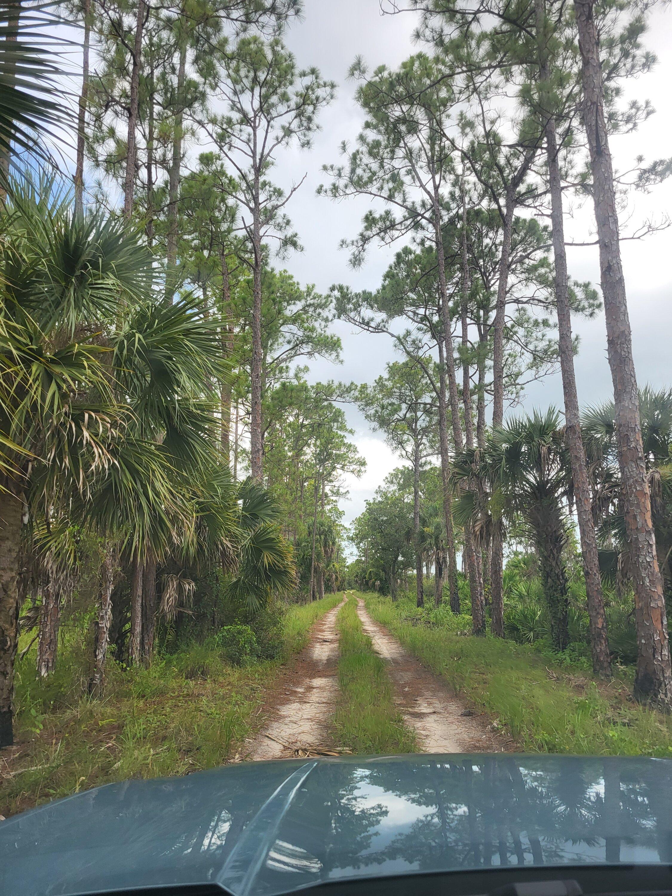 Ford Maverick Offroad exploring Florida Wetlands with Maverick XL 20220718_1522587544190087272398620_large