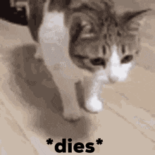 Ford Maverick Song game thread dies-cat
