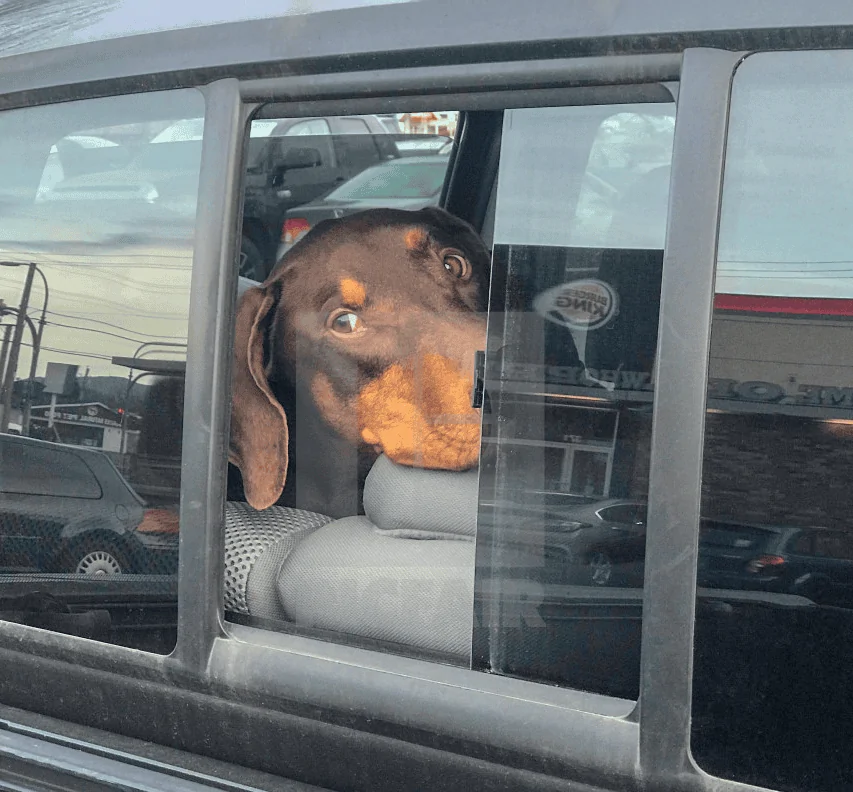 Ford Maverick Newbie Question About Trucks in General DogWindo