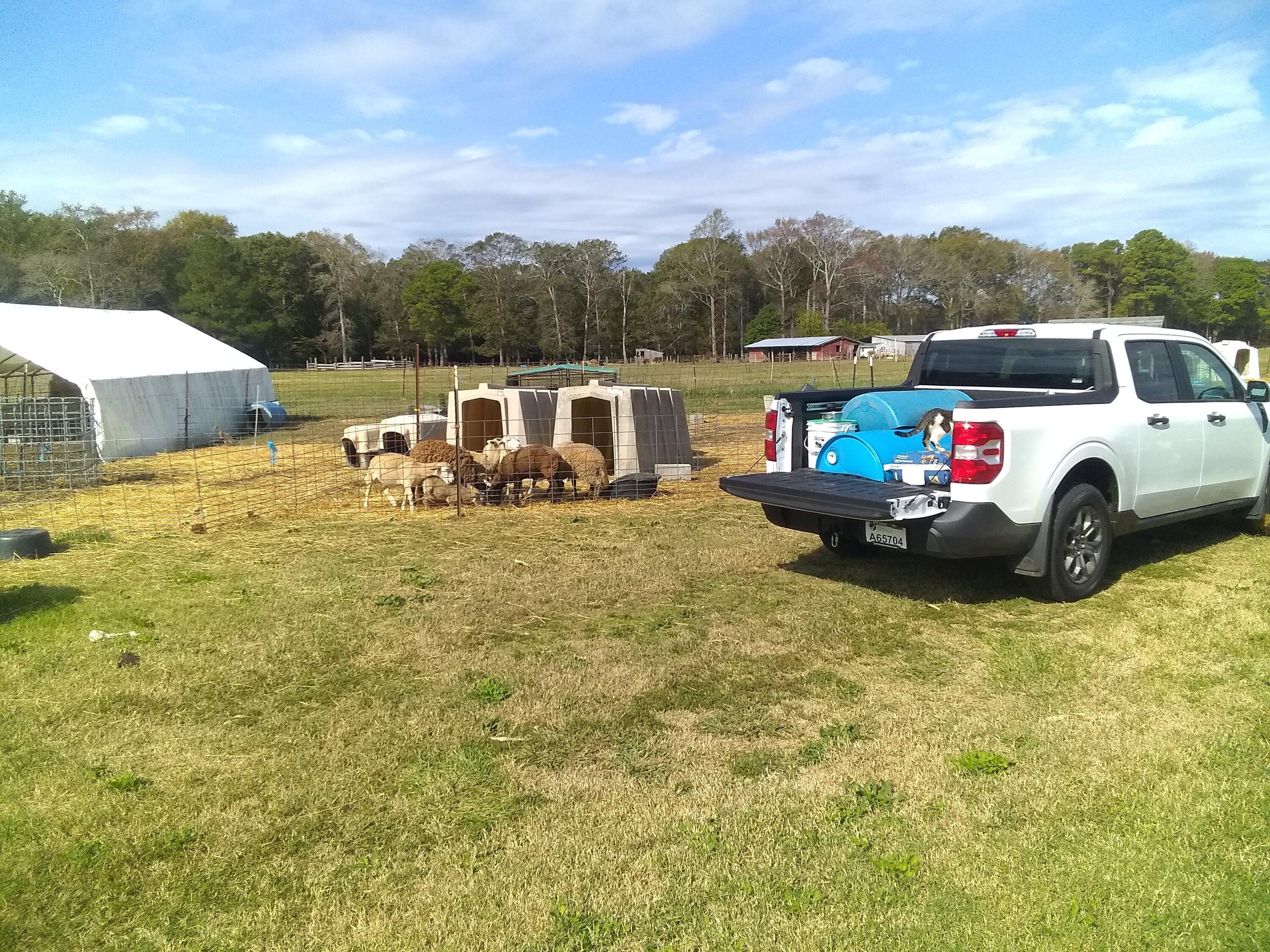 Ford Maverick Why Buy a Maverick? FeedTruck_20221014