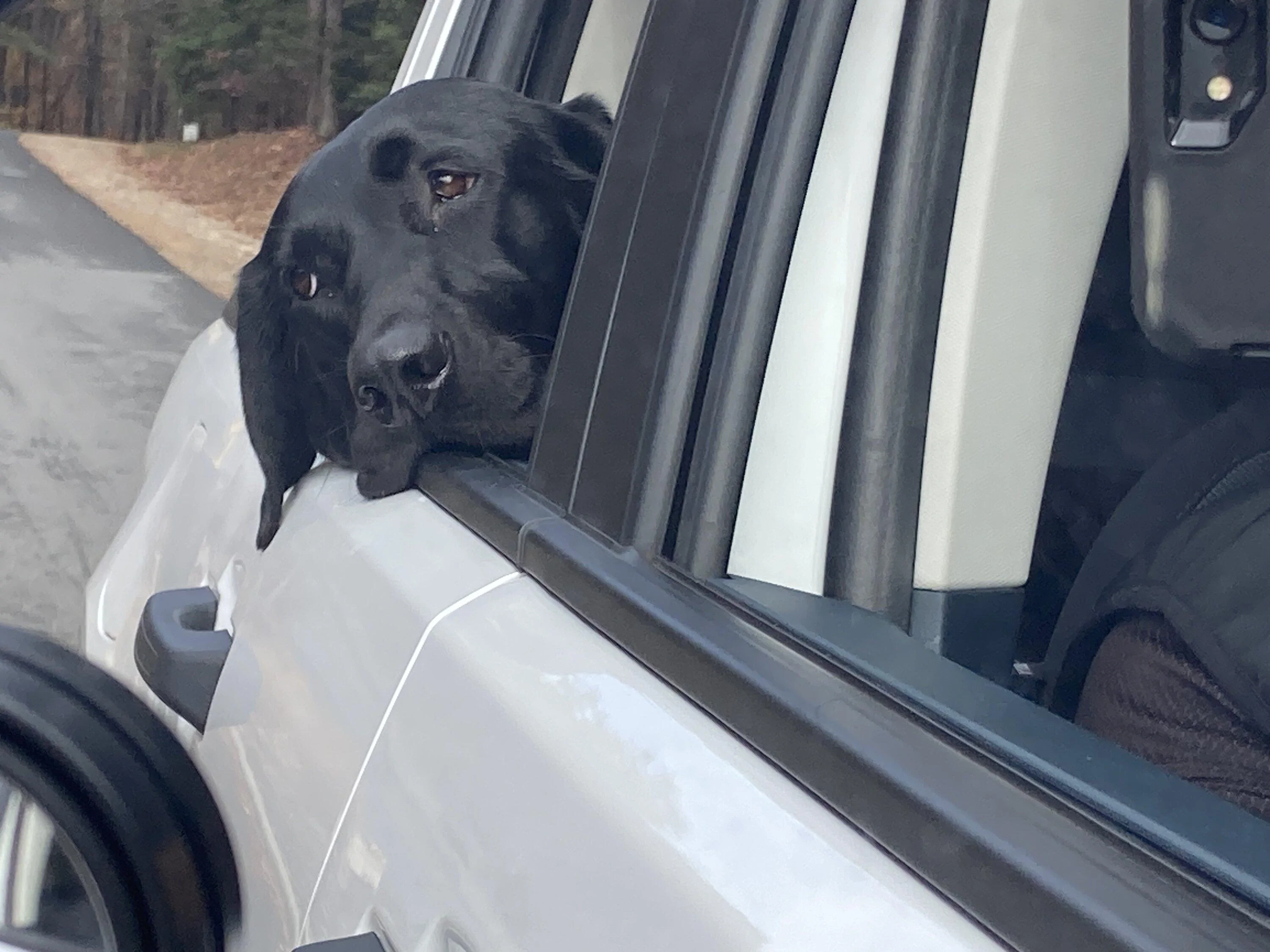 Ford Maverick Dog approved? 🐕 How does your pup like your Maverick? AC46E076-39BA-4101-9422-1937A8B9801E