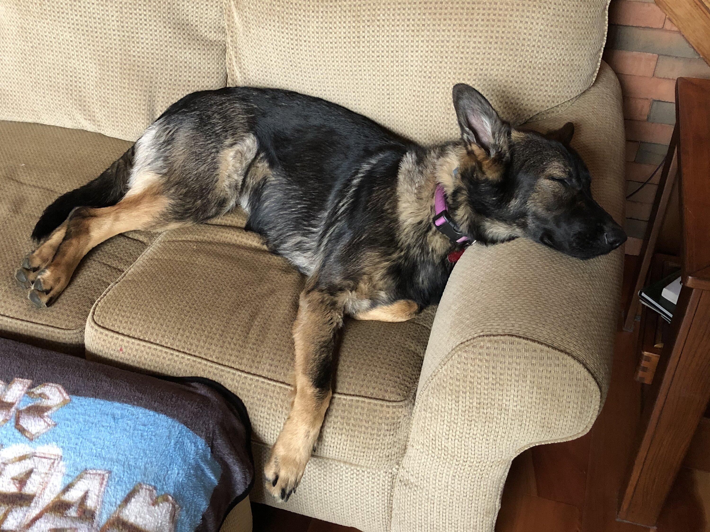 Ford Maverick Dog approved? 🐕 How does your pup like your Maverick? IMG_0295.JPG