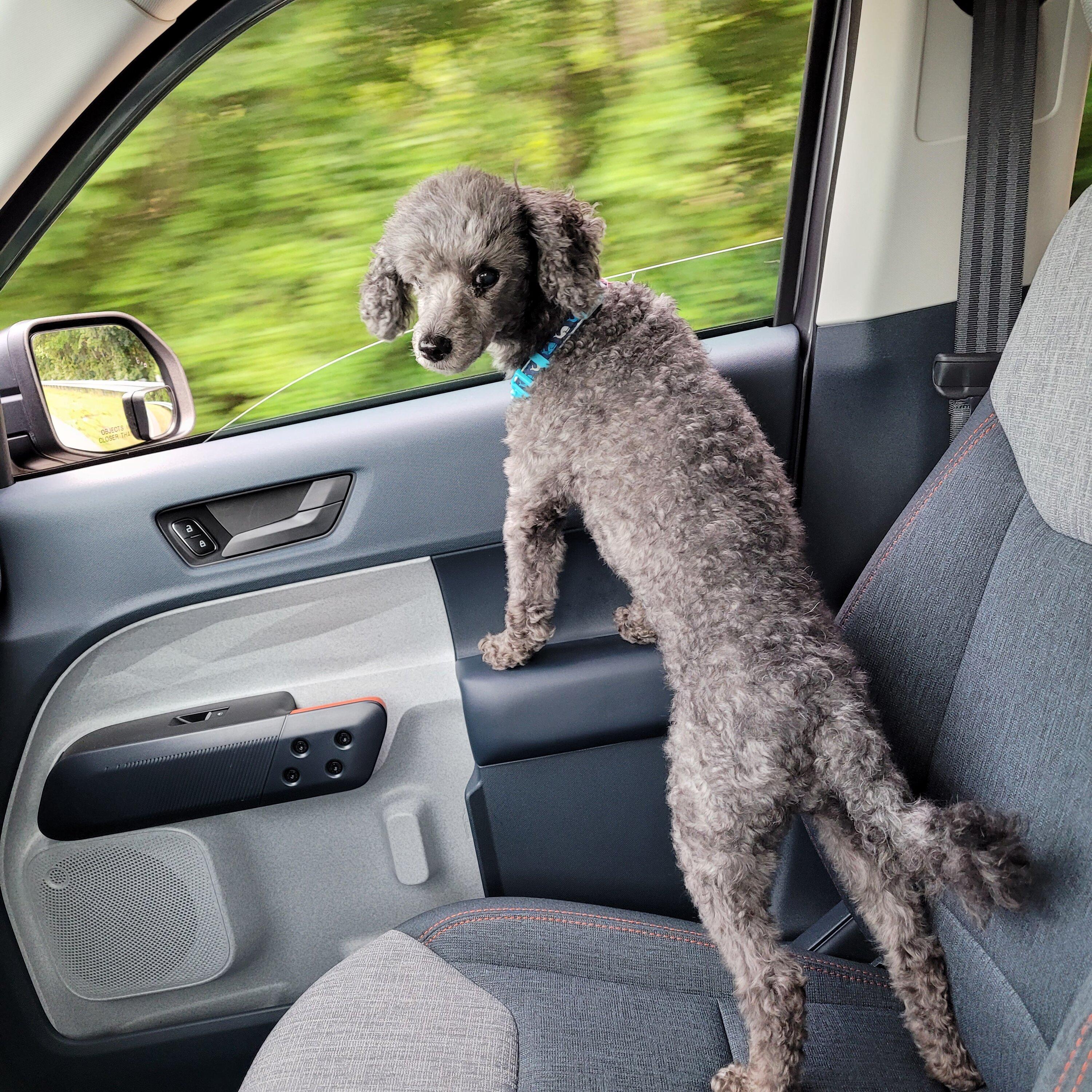 Ford Maverick Dog approved? 🐕 How does your pup like your Maverick? 20220613_192727