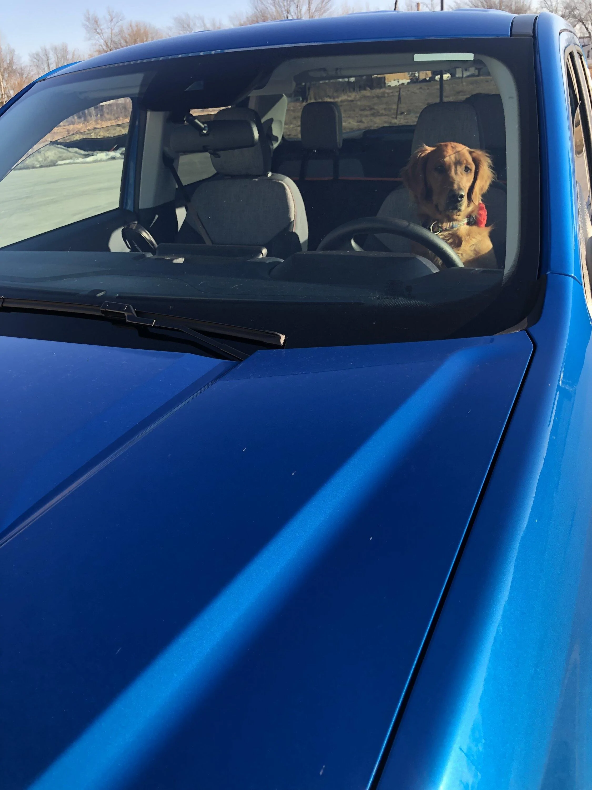 Ford Maverick Dog approved? 🐕 How does your pup like your Maverick? AD2D679B-49E5-4C9F-95A1-F1E124212D54