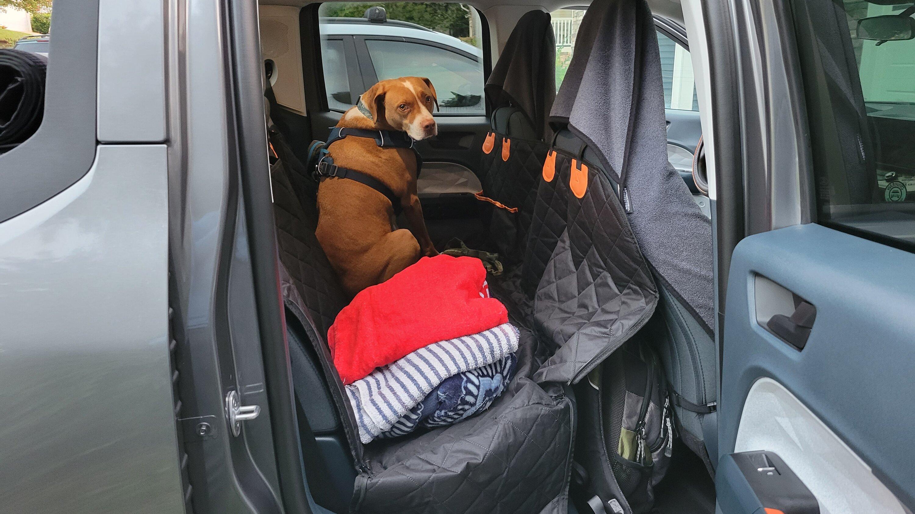 Ford Maverick Dog approved? 🐕 How does your pup like your Maverick? 20221002_072821