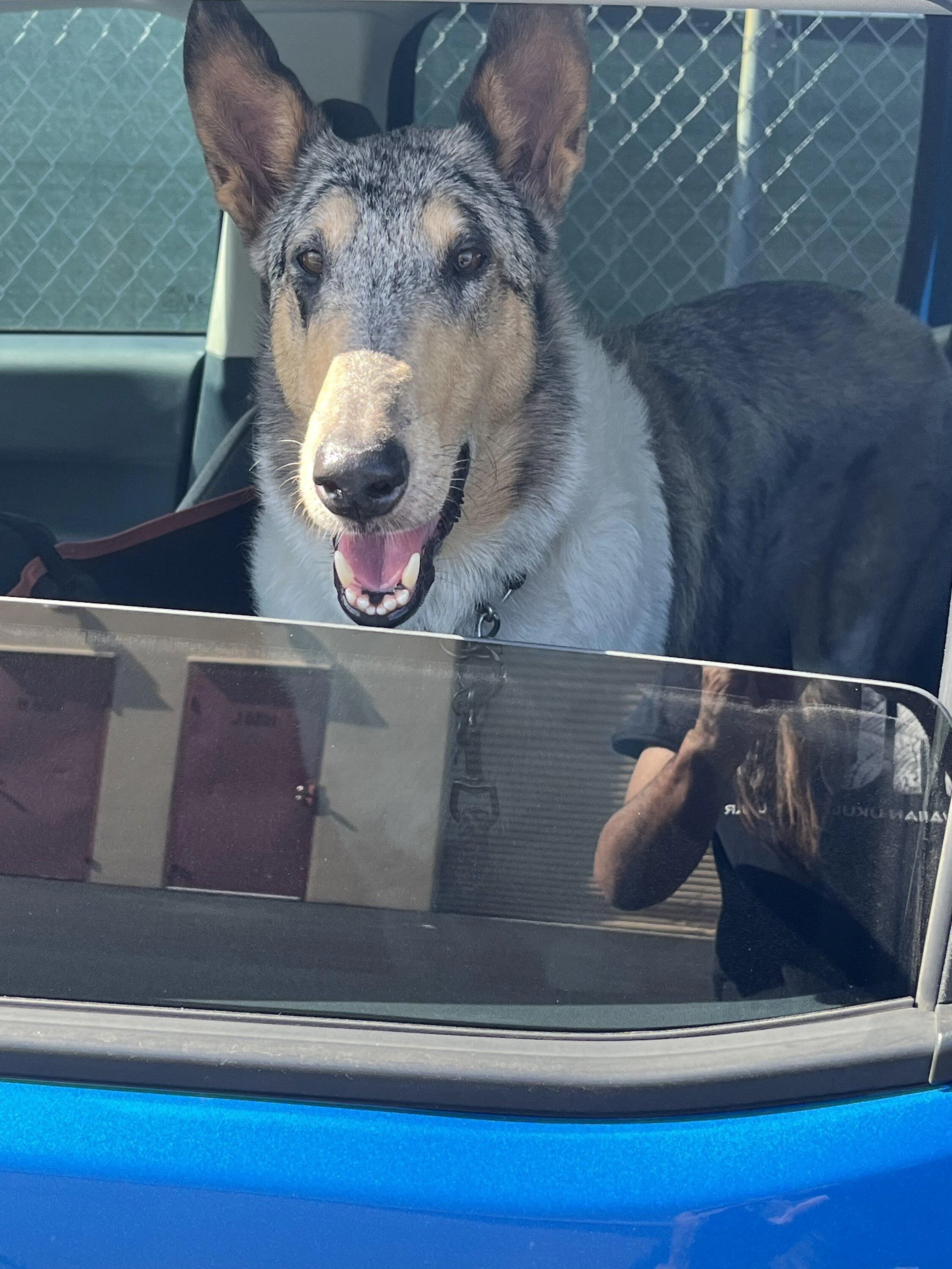 Ford Maverick Dog approved? 🐕 How does your pup like your Maverick? Truckdog