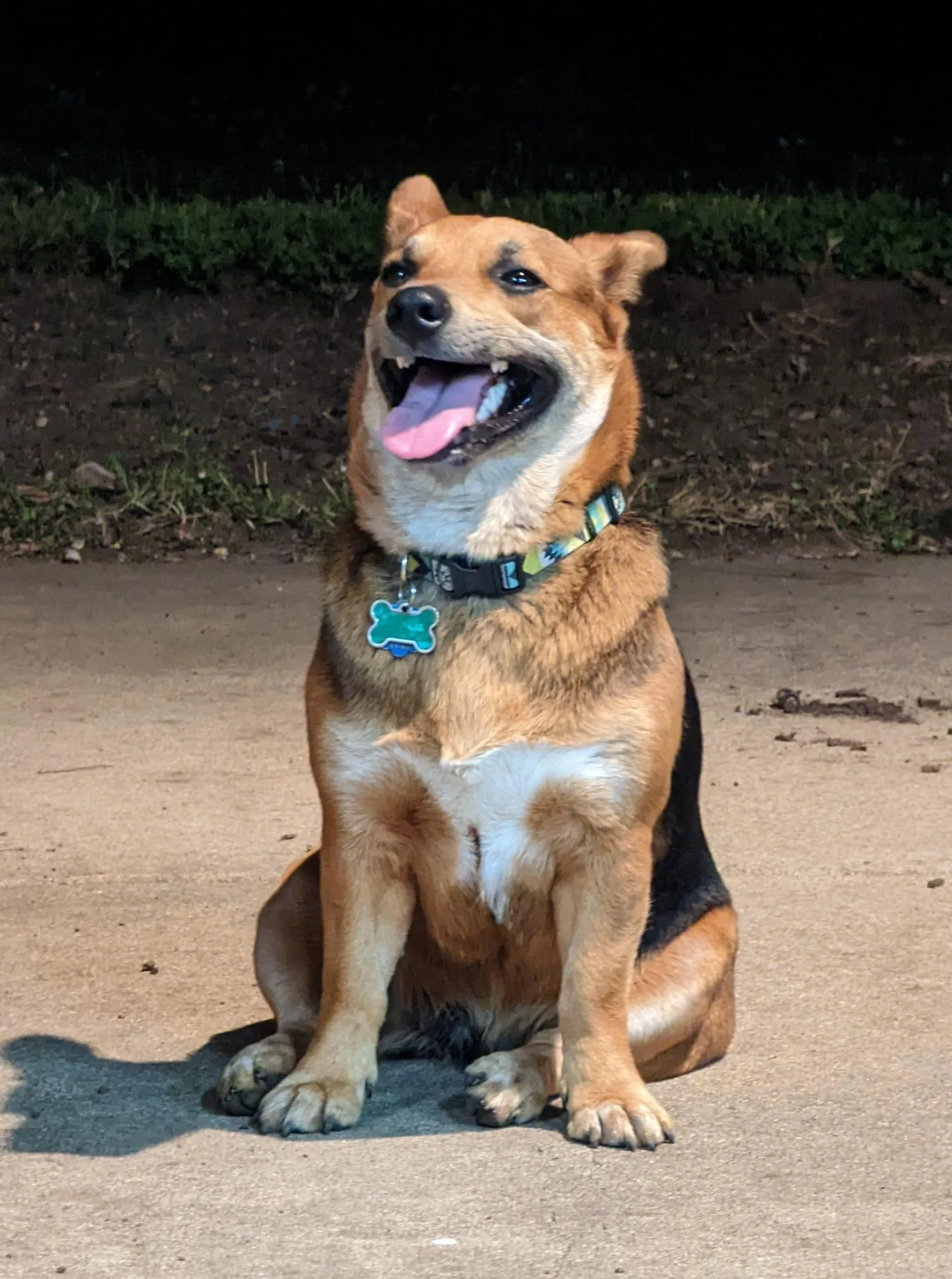 Ford Maverick Dog approved? 🐕 How does your pup like your Maverick? PXL_20220529_042538974(1)~2