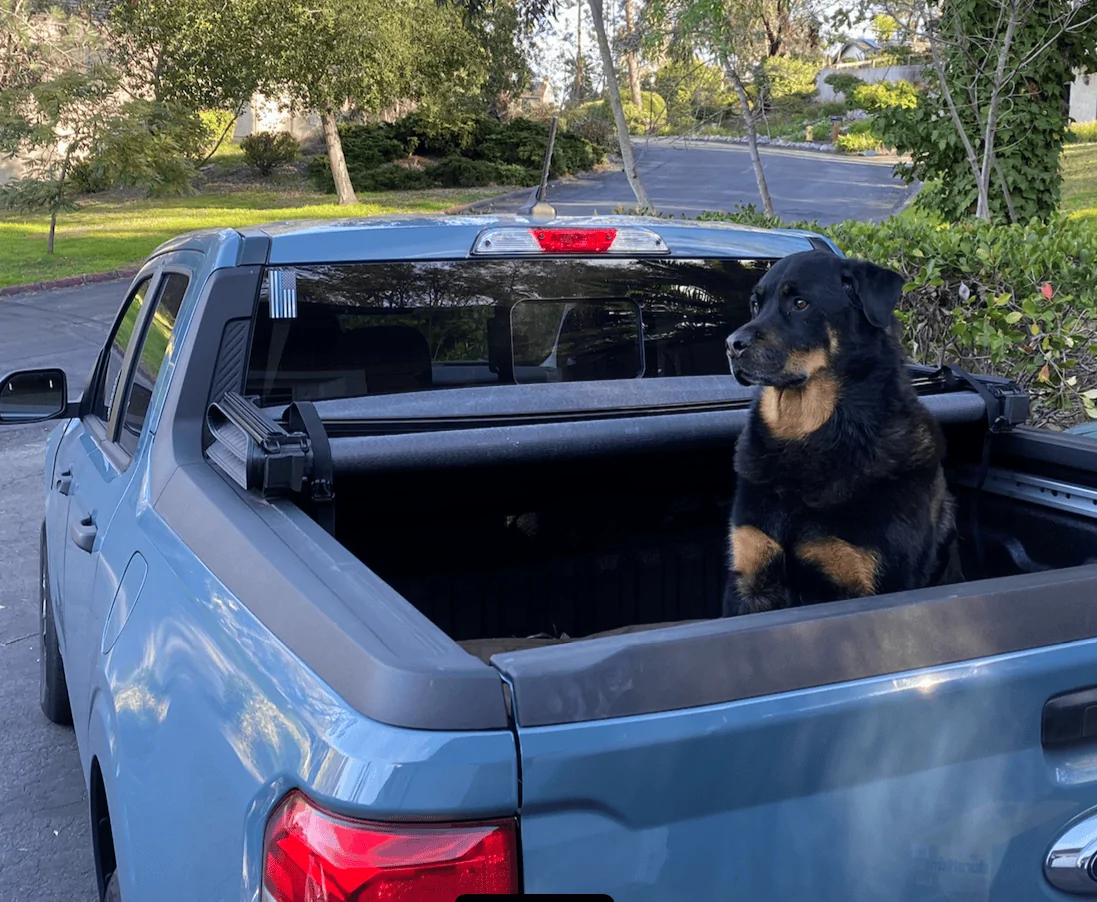 Ford Maverick Dog approved? 🐕 How does your pup like your Maverick? 1675714152310