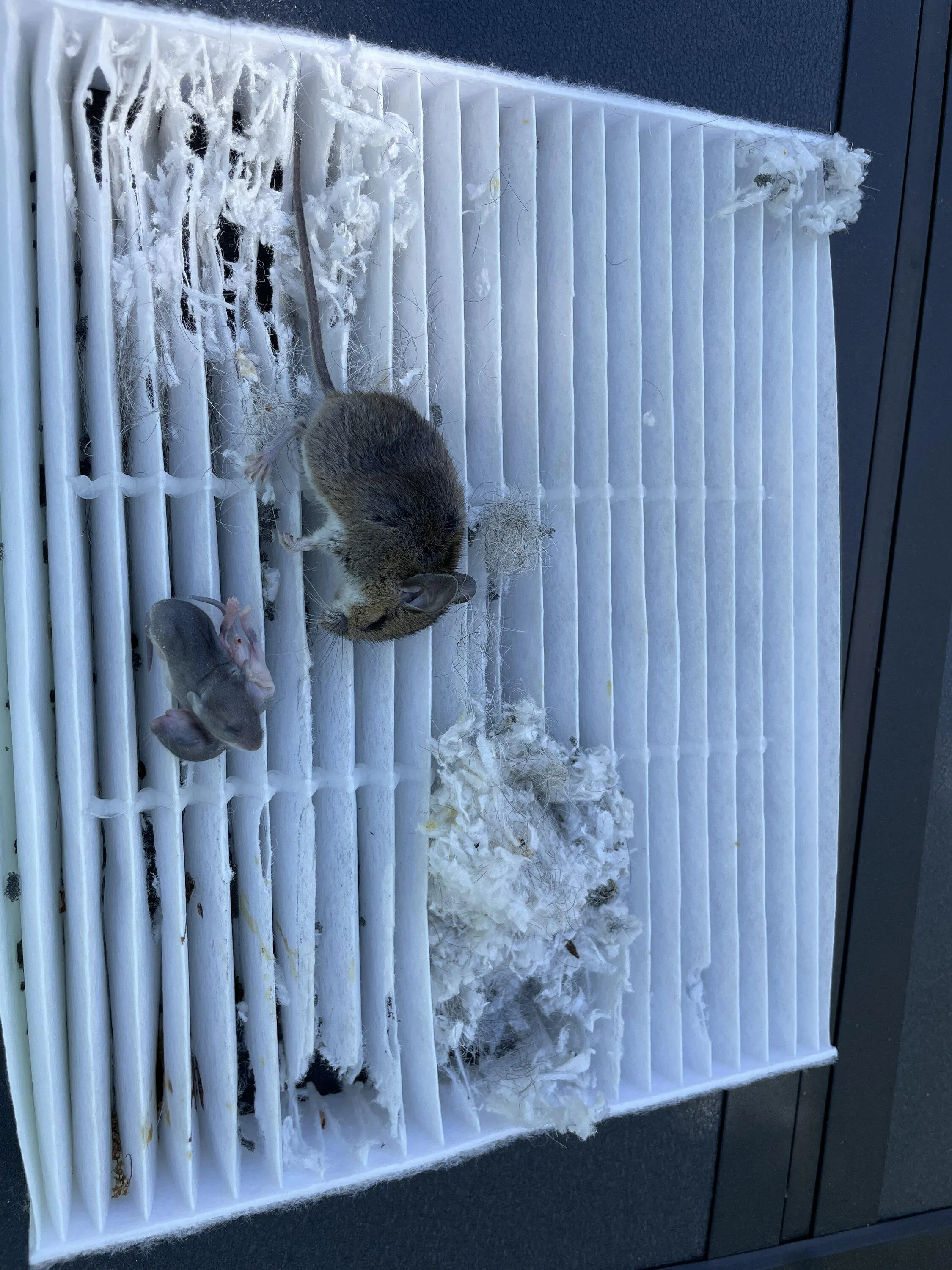 Ford Maverick Keeping rodents out of truck IMG_1315