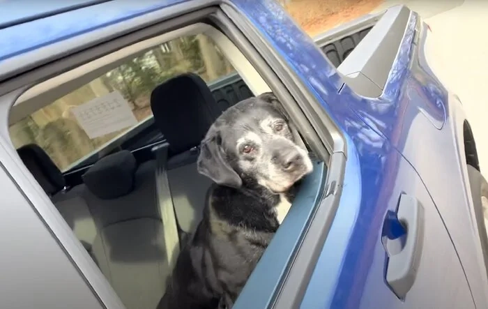 Mabett | Giveaway: Maverick and Pets, Let’s Hit the Road! 🐾