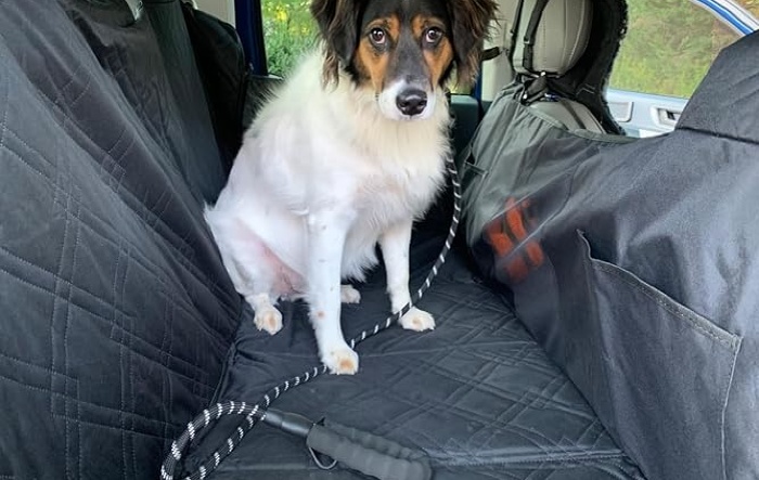 For the Maverick Owners Who Take Their Dog Everywhere