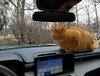 Ford Maverick How to keep the mice at bay? 20230311_153607 Ford Maverick How to keep the mice at bay? 20230311_153607