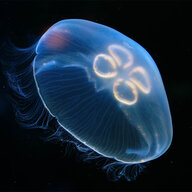 MoonJelly