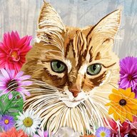 Has5Cats