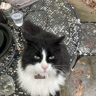Farmcat