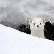 vaingloriousweasel