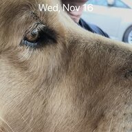 dogtruck