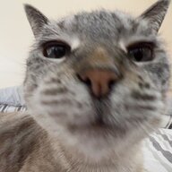 Sodacat