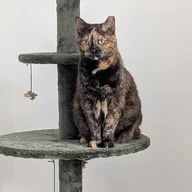 Flabby Tabby