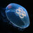 MoonJelly