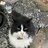 Farmcat