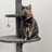 Flabby Tabby